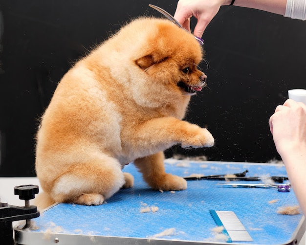 Pomeranian on the grooming table during the haircut