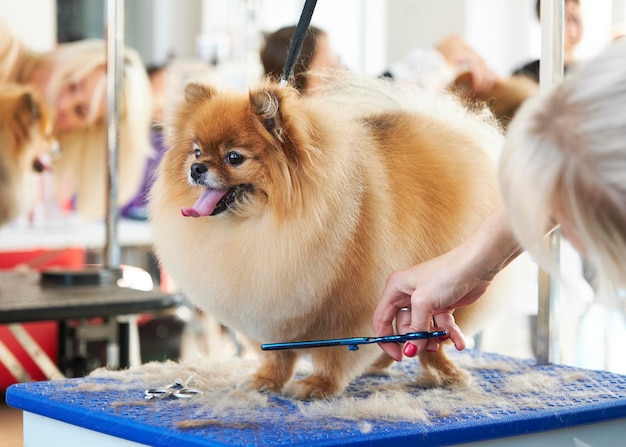 Pomeranian during a haircut with scissors on the table. Side view.