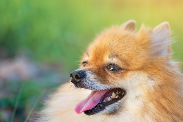 Pomeranian is sitting on grass at a park