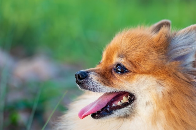 Pomeranian is sitting on grass at a park