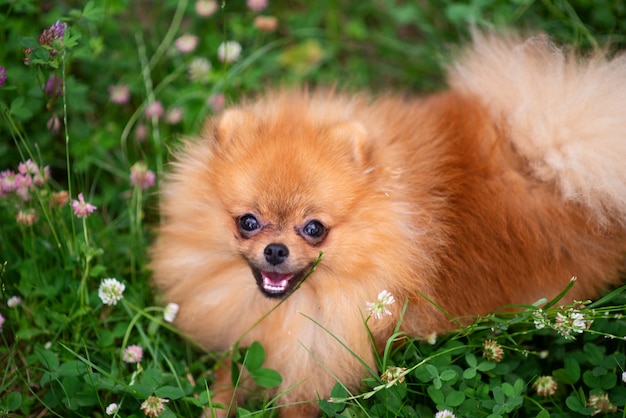 Pomeranian on the lawn of clover