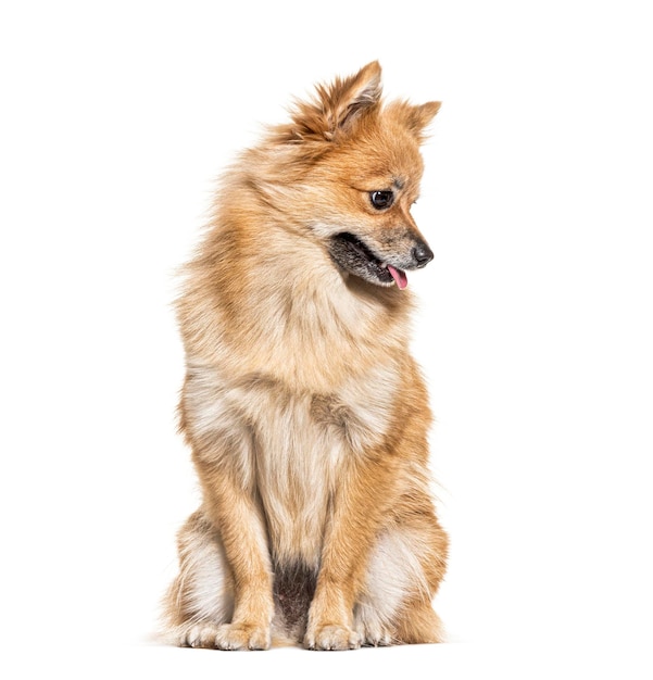 Pomeranian looking down isolated on white