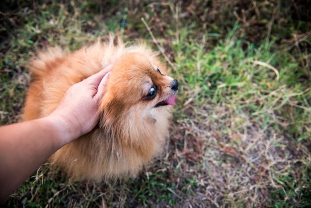 Pomeranian, lovely dog, animal and pet