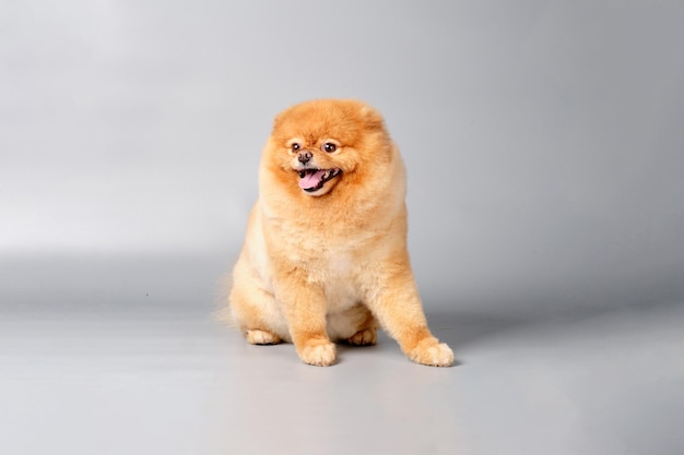 Pomeranian pedigreed Pomeranian sits on a gray background