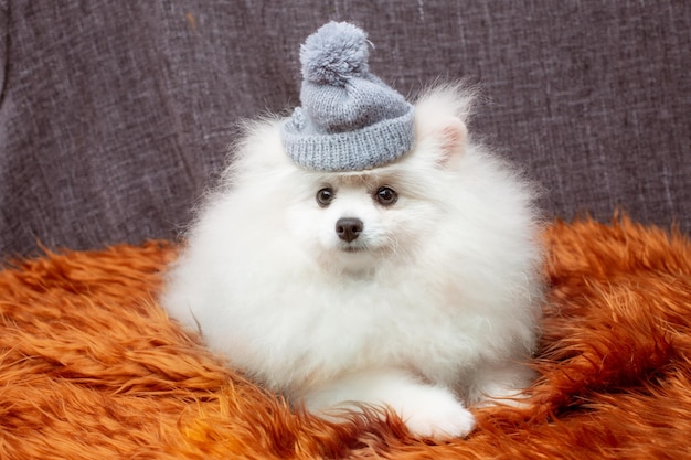 Pomeranian pomeranian dog in a hat lies on a fur blanket