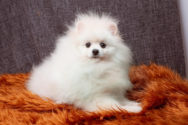 pomeranian pomeranian dog lies on a fur blanket