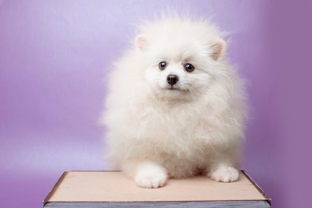 Pomeranian pomeranian dog on a purple background