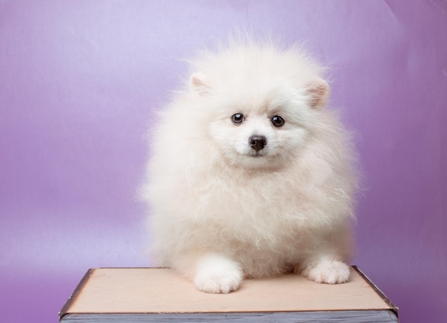 Pomeranian pomeranian dog on a purple background