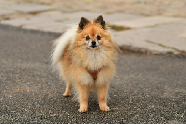 Pomeranian portrait dog The orange fluffy dog