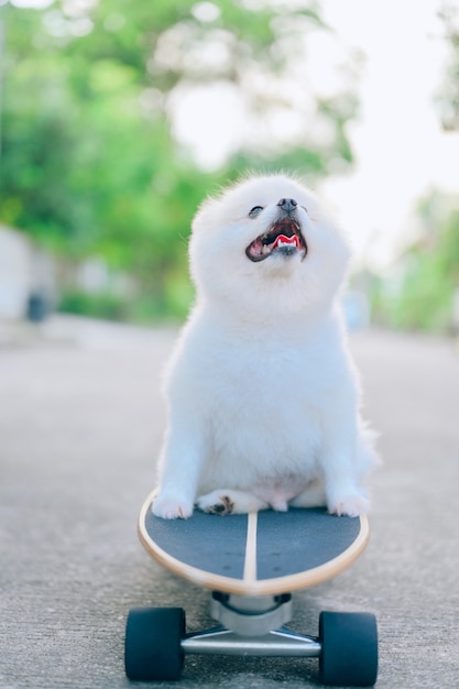 Pomeranian puppy, dog skating skateboard