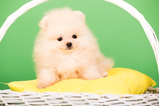 Pomeranian puppy on a green background