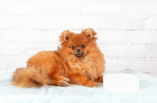 A Pomeranian puppy is lying on the couch, next to a bowl for food