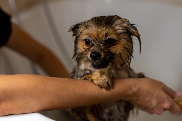 Pomeranian puppy taking a shower in bathroom high quality photo