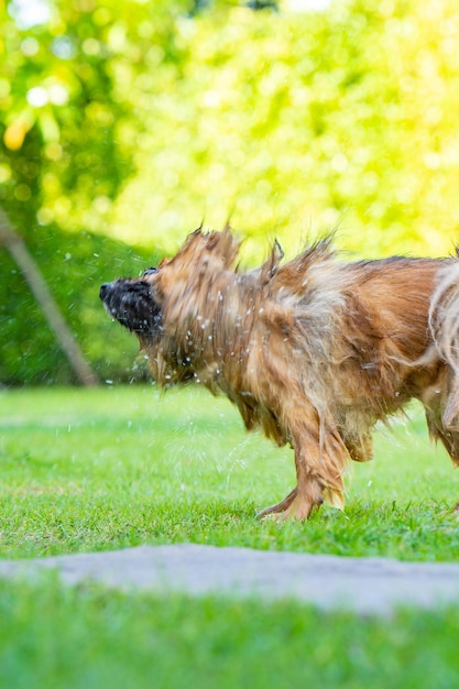 Pomeranian shakes off the water from it fur