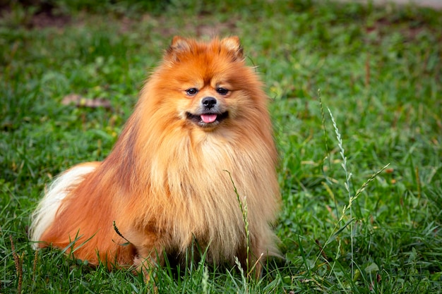 Pomeranian spitz close-up on the background of a green field..