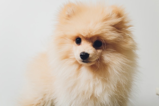 Pomeranian spitz. Cute fluffy charming red-haired Pomeranian Spitz.