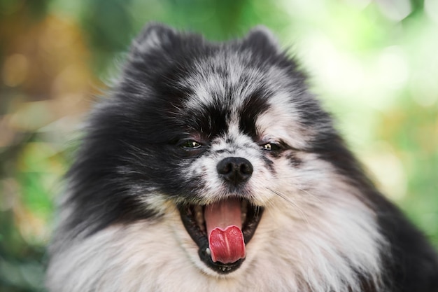 Pomeranian Spitz dog close up portrait, green garden background