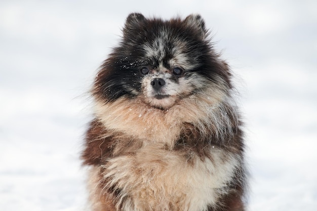 Pomeranian Spitz dog close up winter portrait on snow background cute black marble with tan puppy