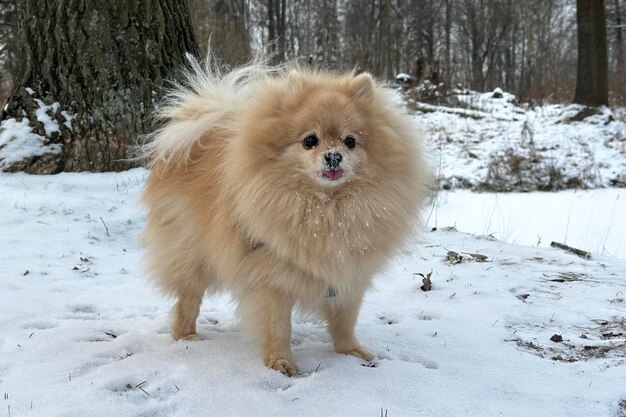 Pomeranian Spitz dog cute puppy on white snow background walking at snowy weather