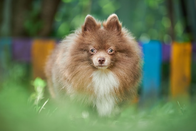 Pomeranian Spitz dog in garden. Cute brown pomeranian puppy on walk