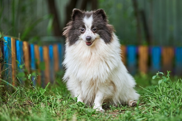 Pomeranian Spitz dog in garden. Cute pomeranian puppy on walk, white black color. Family friendly funny Spitz pom dog, green grass background.