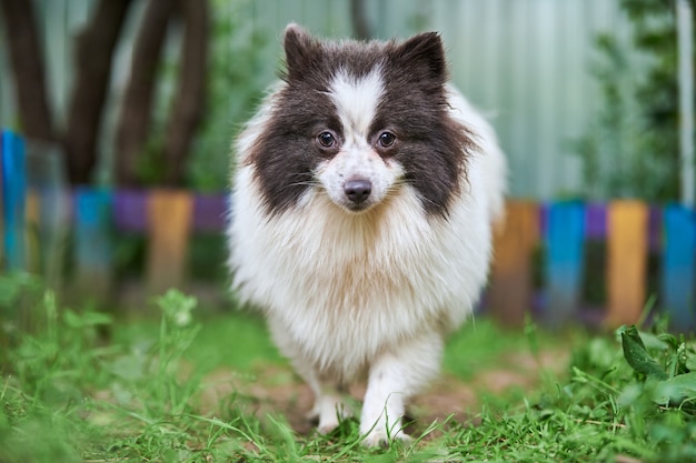 Pomeranian Spitz dog in garden. Cute pomeranian puppy on walk, white black color.