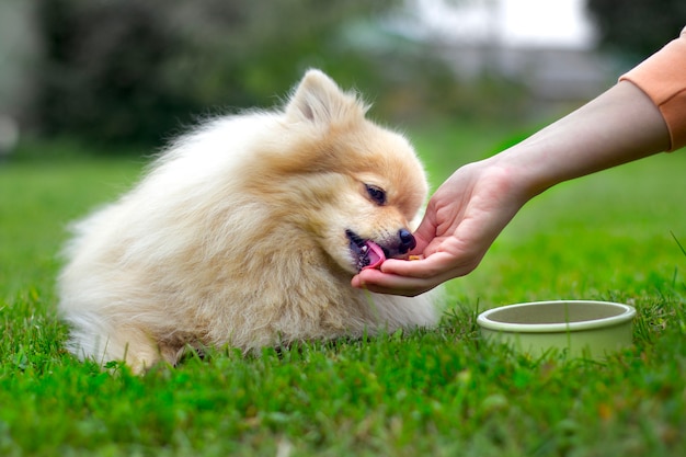 Pomeranian Spitz dog lying on the grass