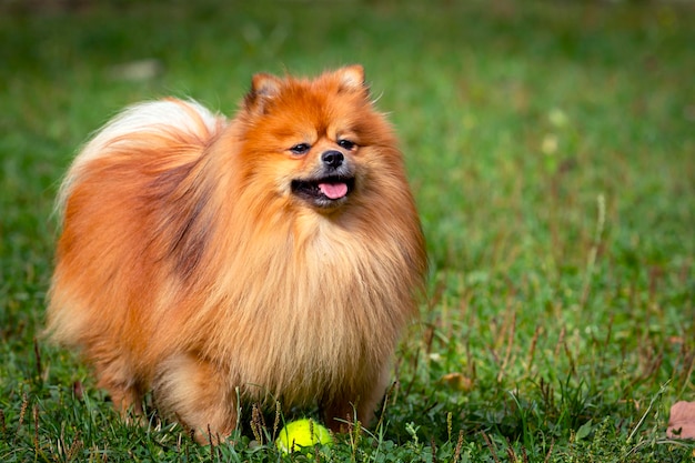 Pomeranian - Spitz playing with a ball on a green field.