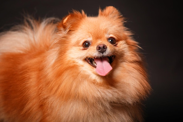 Pomeranian Spitz puppy on a black background