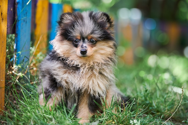 Pomeranian Spitz puppy in garden. Cute pomeranian dog on walk. Puppy black, gray and brown color