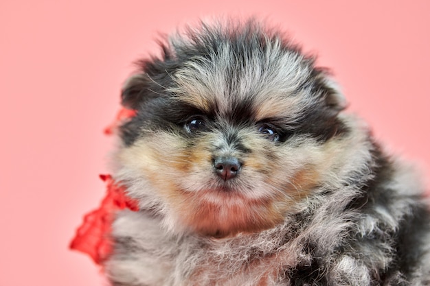 Pomeranian Spitz puppy on pink background