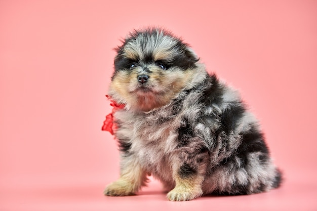 Pomeranian Spitz puppy on pink background