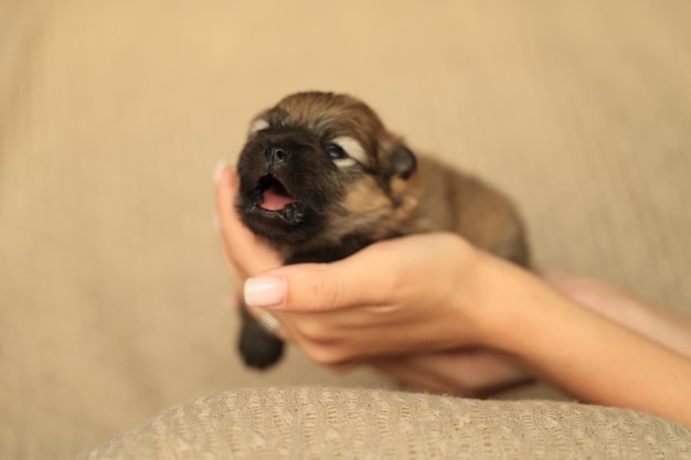 Pomeranian spitz puppy two weeks old yawns