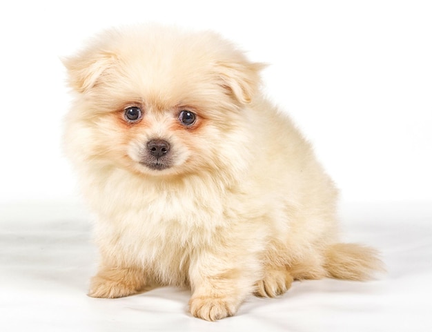 Pomeranian Spitz puppy on a white background