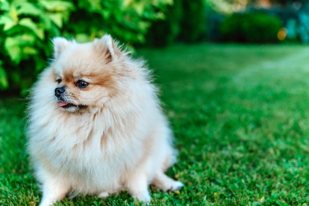 Photo pomeranian spitz sits on grass closeup