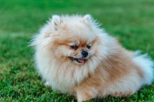 Photo pomeranian spitz sits on grass closeup