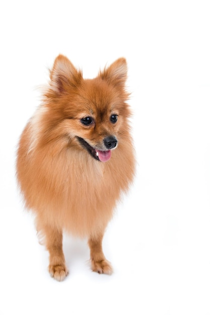 Photo pomeranian standing against white background