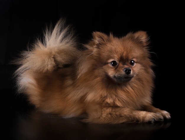 Photo pomeranian in studio