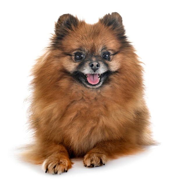 pomeranian in studio