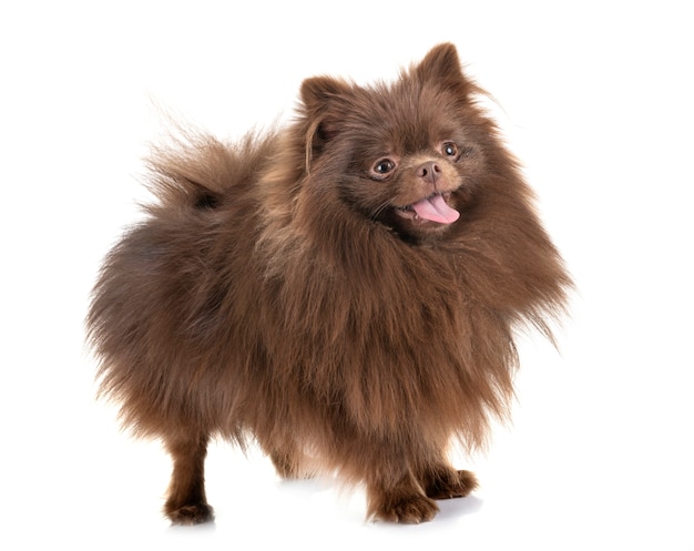 pomeranian in studio