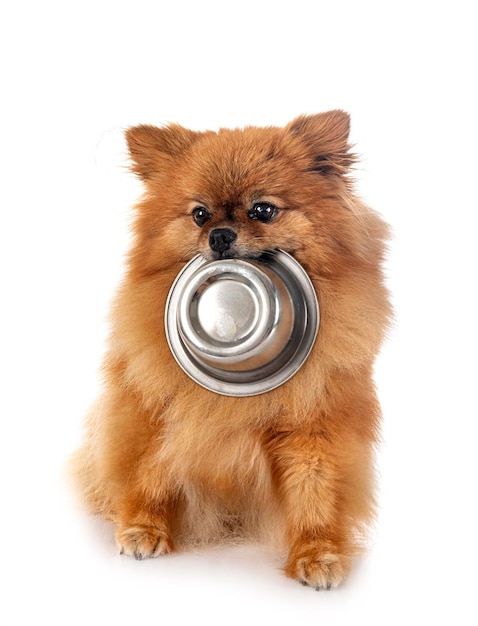 Pomeranian in studio