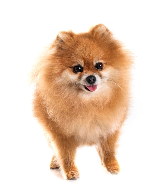 Pomeranian in studio