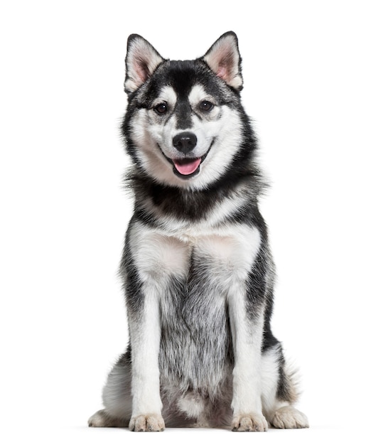 Pomsky dog sitting against white background