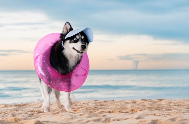 Pomsky in studio