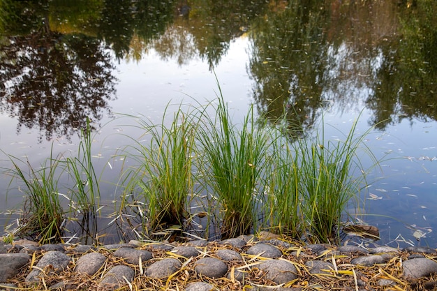 A pond in an autumn park with stones on the shore and reflections of trees Beauty of nature