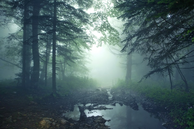 Pond in the forest