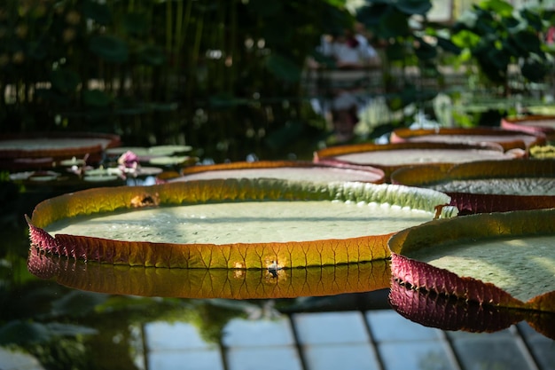 Pond in glasshouse with giant victoria amazonica and aquatic plants