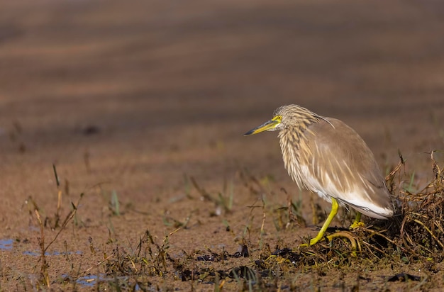 Pond Heron (Ardeola) bird perched near water body for fishing.