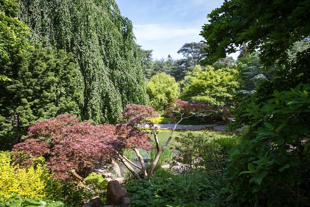 Pond in a japanese garden