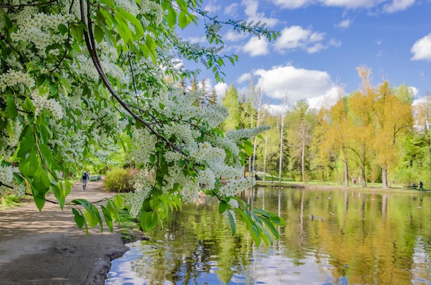 A pond in the park with a tree branch that has white flowers on it